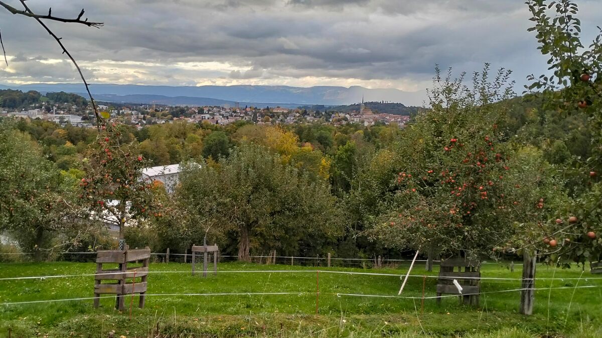 Apfelbäume