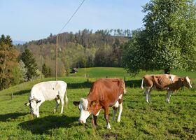 Weidekühe