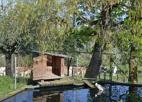 Enten