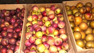 Äpfel