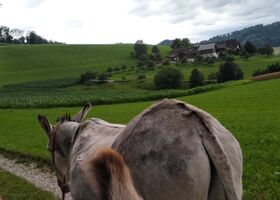 Spazieren mit den Eseln