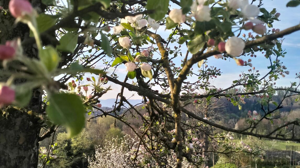 Apfelbaum im Frühling
