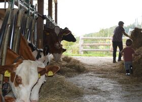 Stall Rinder